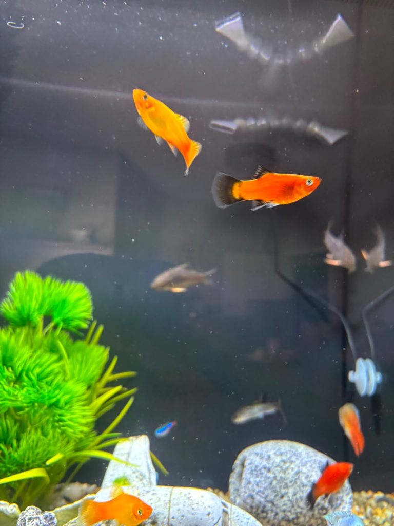 Platy fish x4