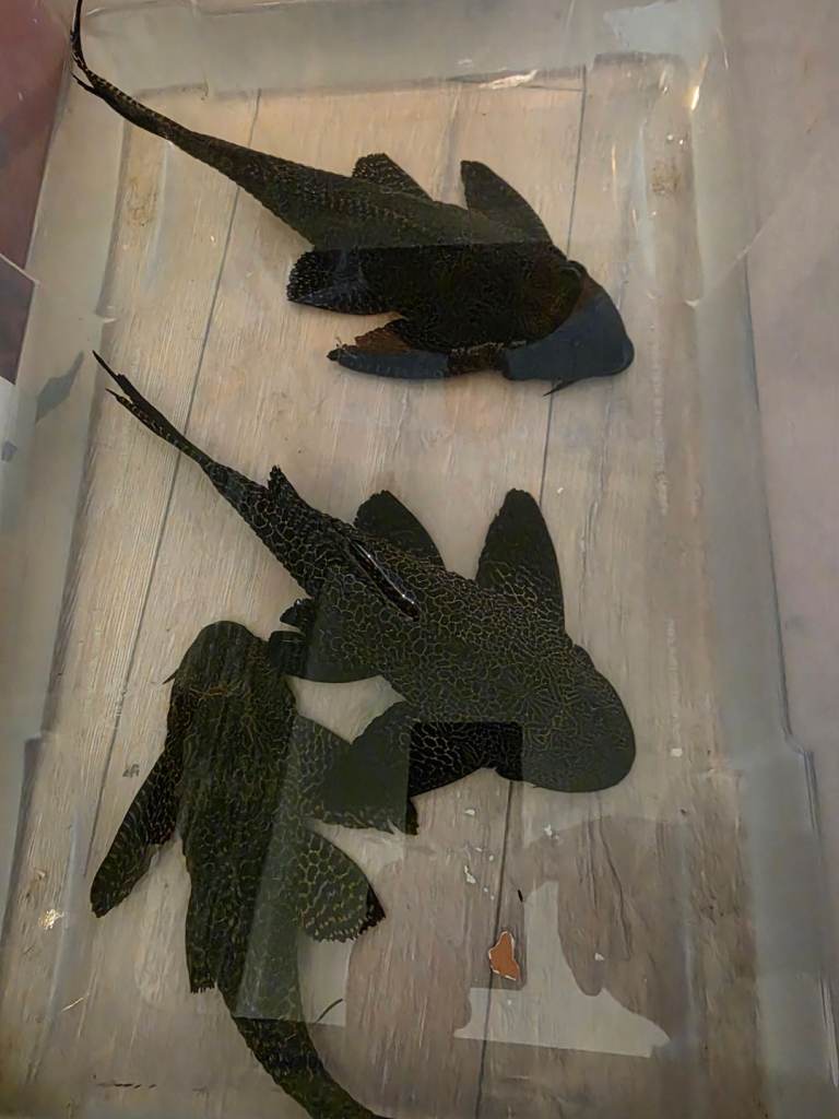 Fish bundle