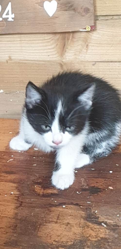 Russian blue cross mixed breed male kittens 