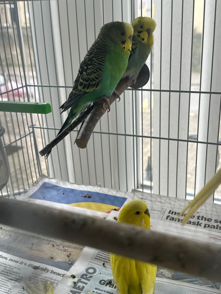 Budgies litino albino handtame pied cobalt etc