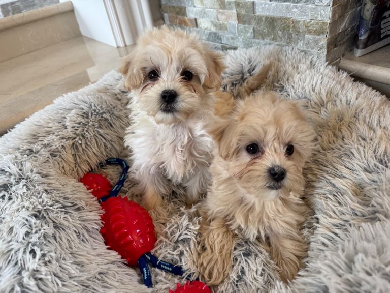 Maltipoo Puppies F1