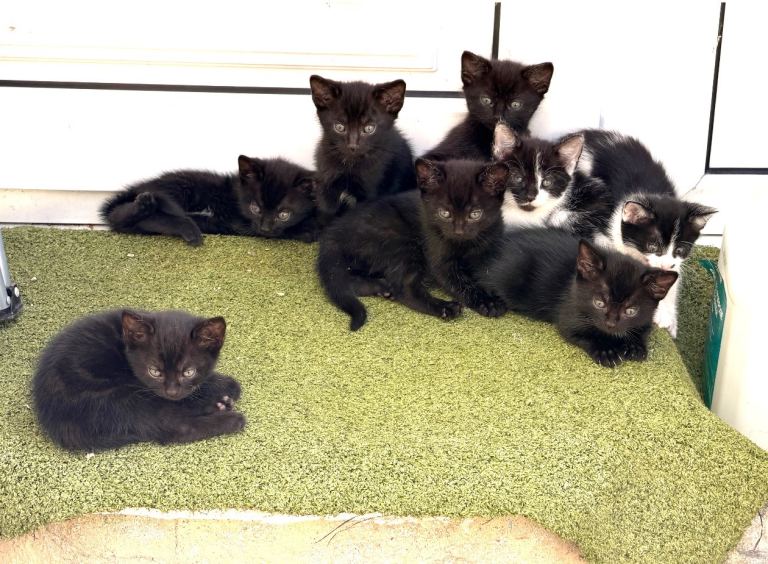 Adorable Kittens Looking for Loving Forever Homes! 🐾