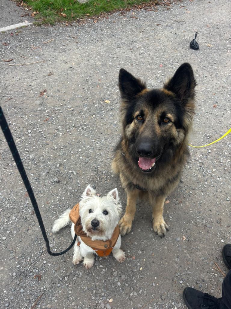 Pet sitter and walker