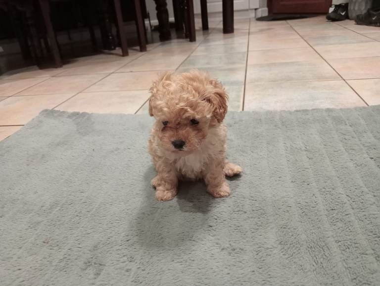 Toy poodle apricot female