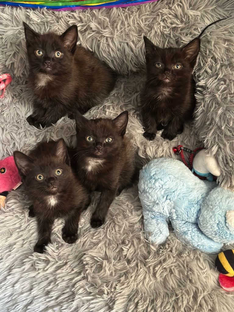 2 kittens for sale