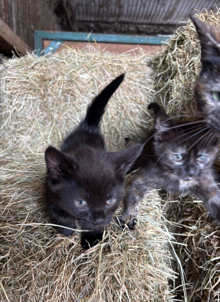 Kittens