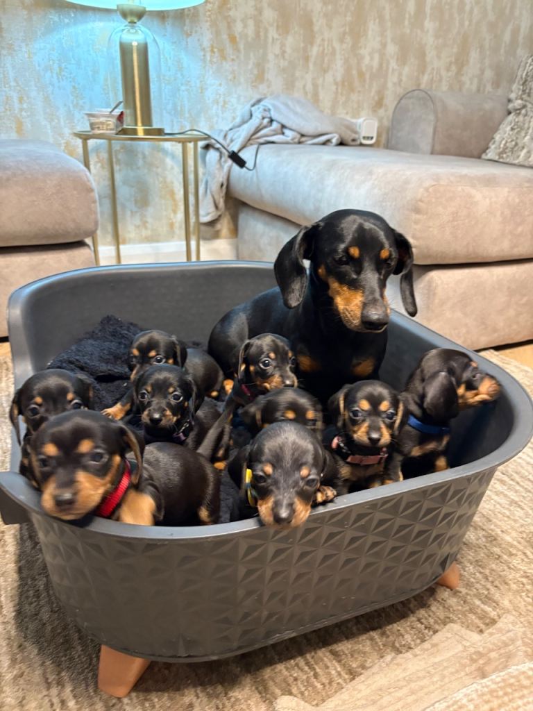 Dachshund puppies  5 week ready to go in 3 weeks