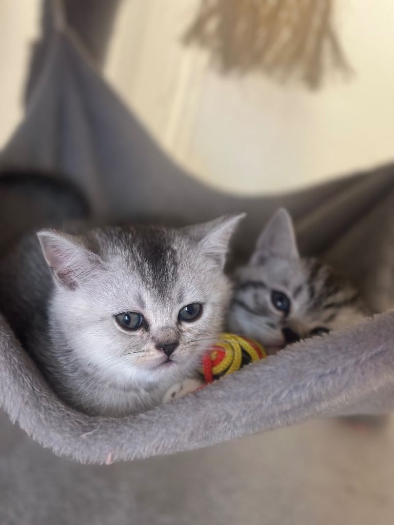 British Shorthair kittens