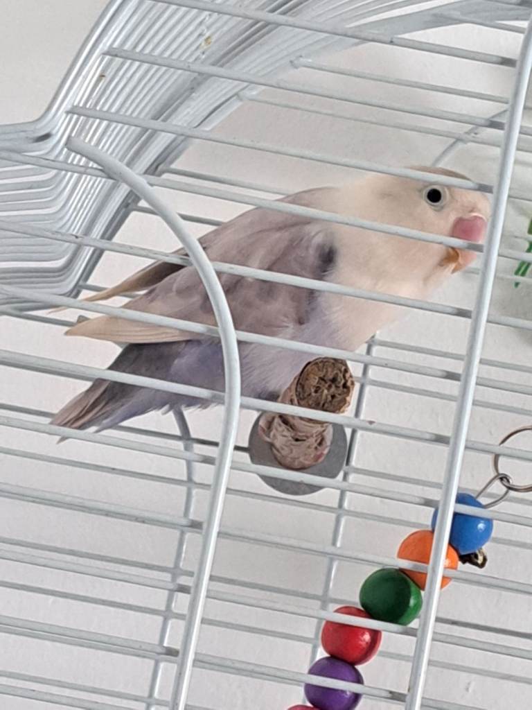 Lovebird and tall cage and toys
