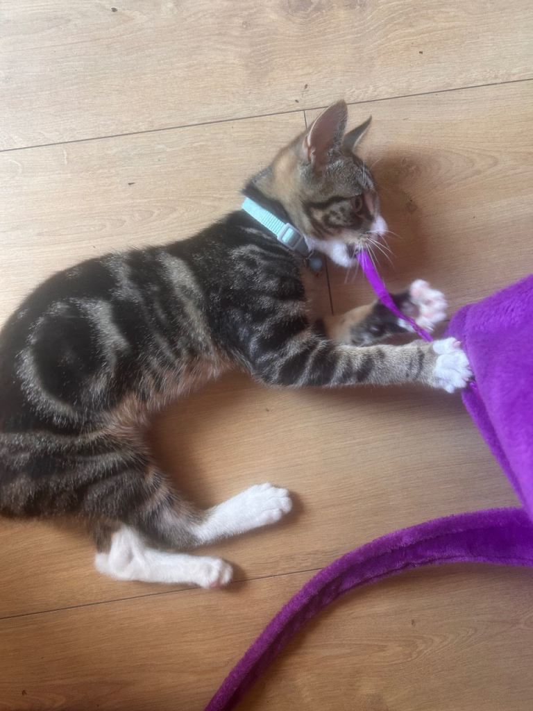 4 month old kitten