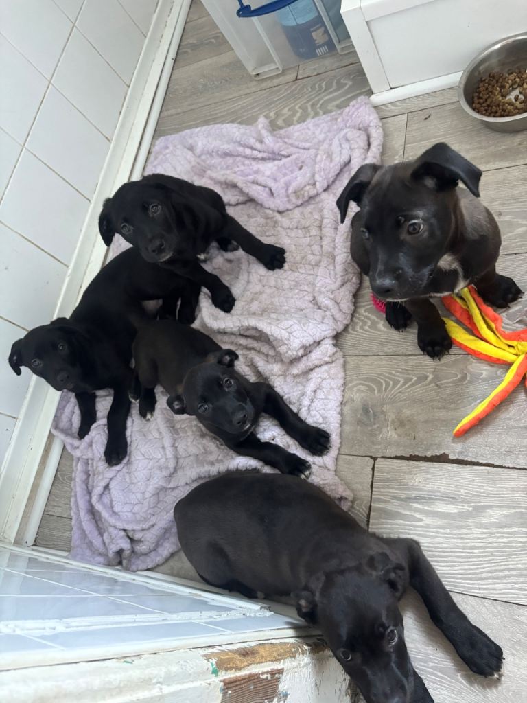 Cane corso cross German shepherd pups 