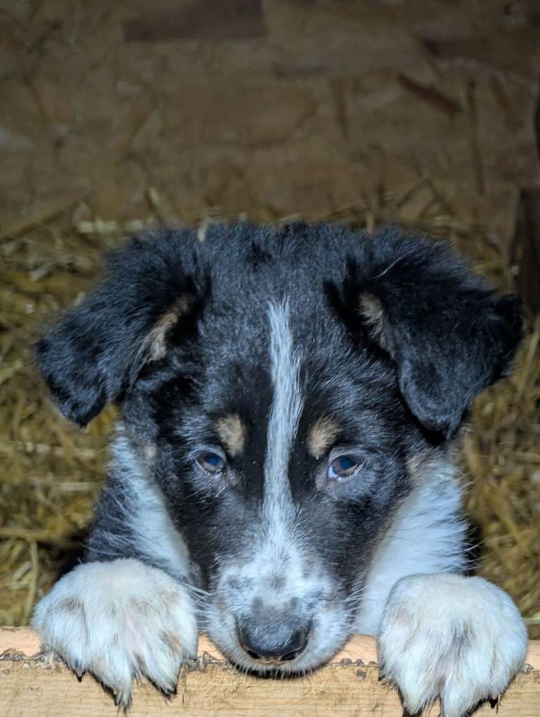 Border Collie Puppy for sale.