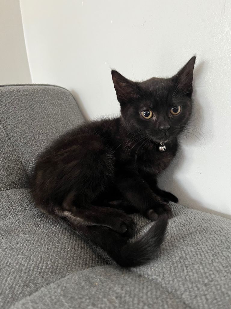 Tabby x Shorthair Kitten
