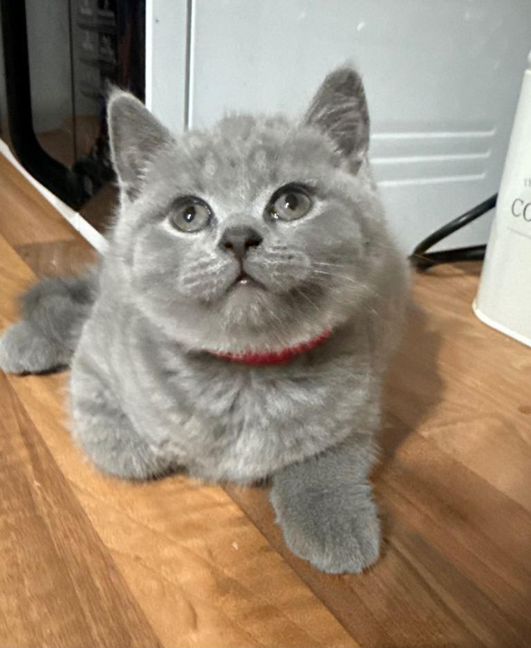 British short hair kittens