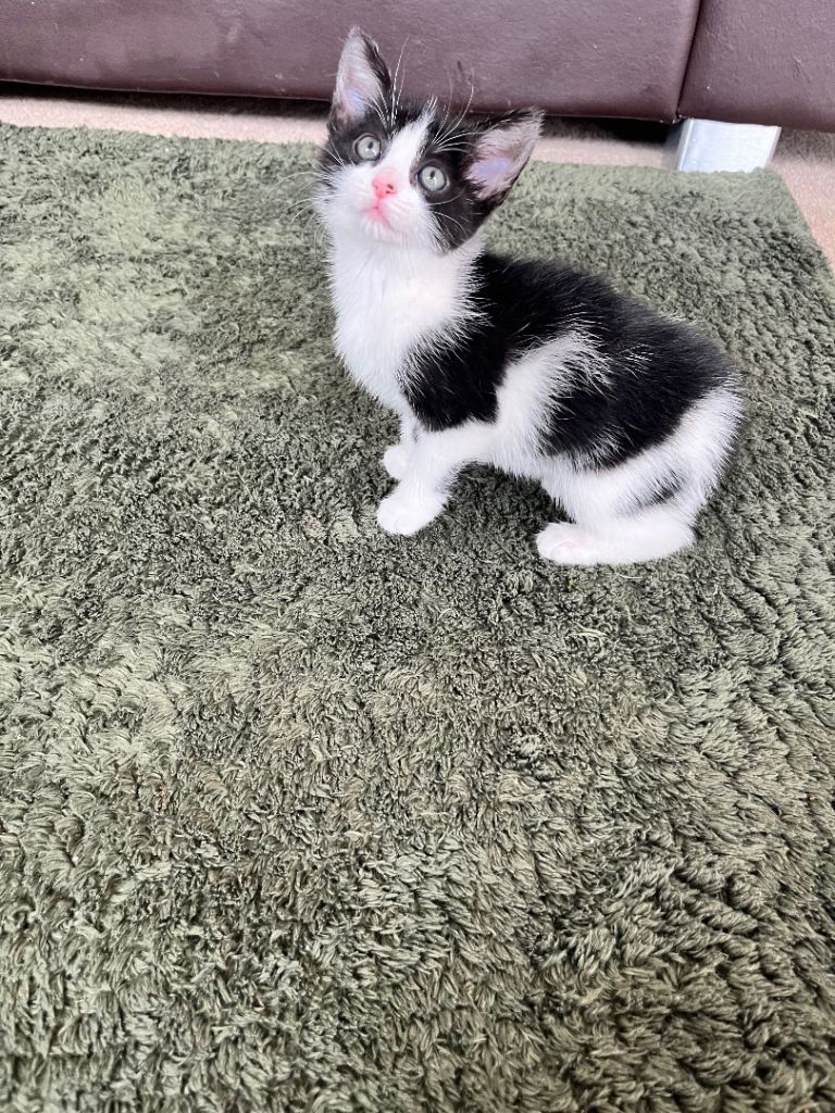 Kitens for sale ! 