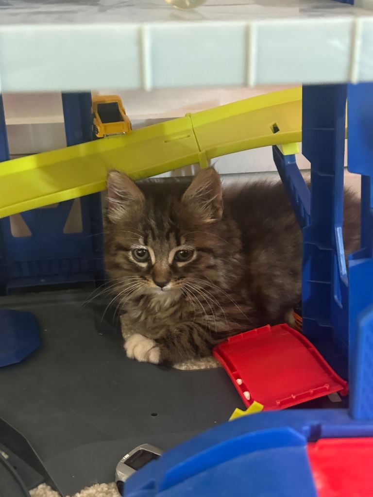 Beautiful female ragdoll kitten