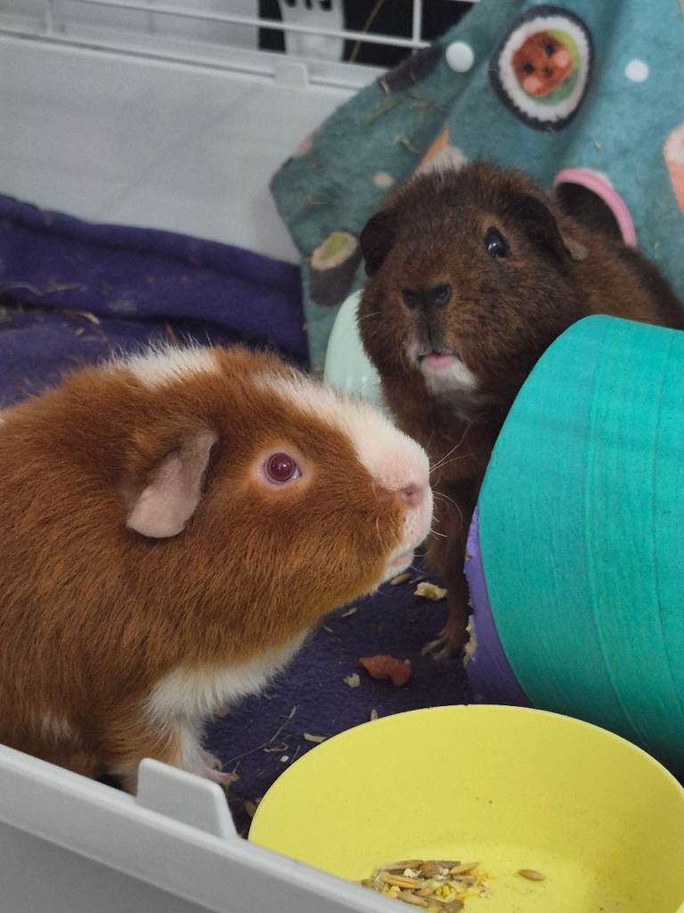 2 x Ginuea pigs. Everything included.