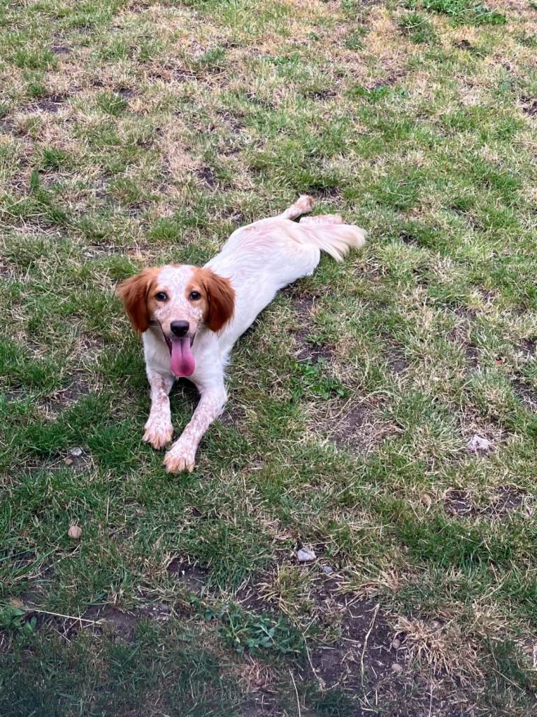 Beagle x spaniel 