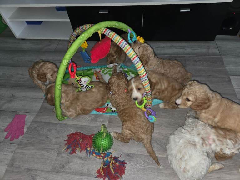 Cockapoo F2 puppies