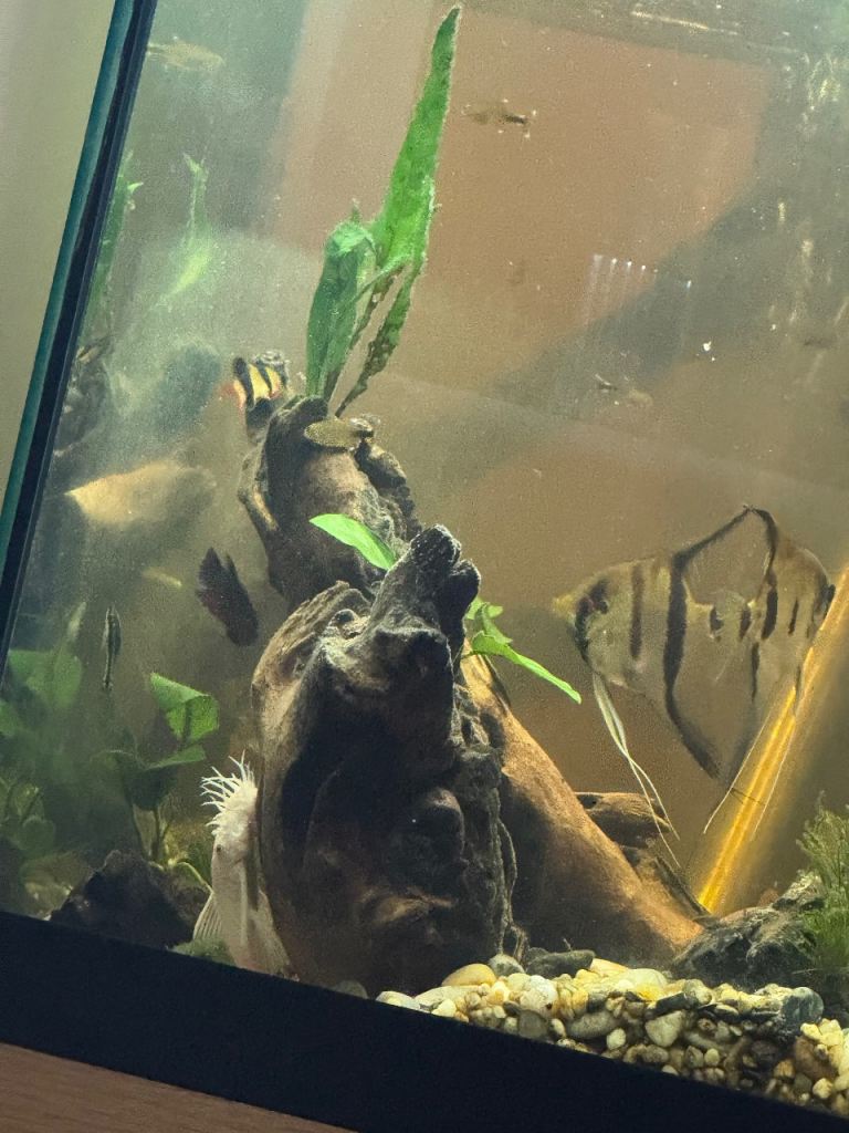 8 Angelfish  Molly fry. 