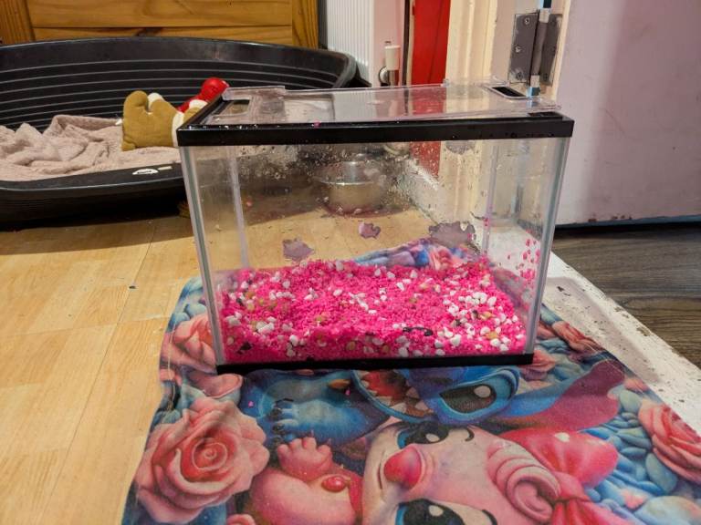 Small Glass Aquarium with Pink Gravel