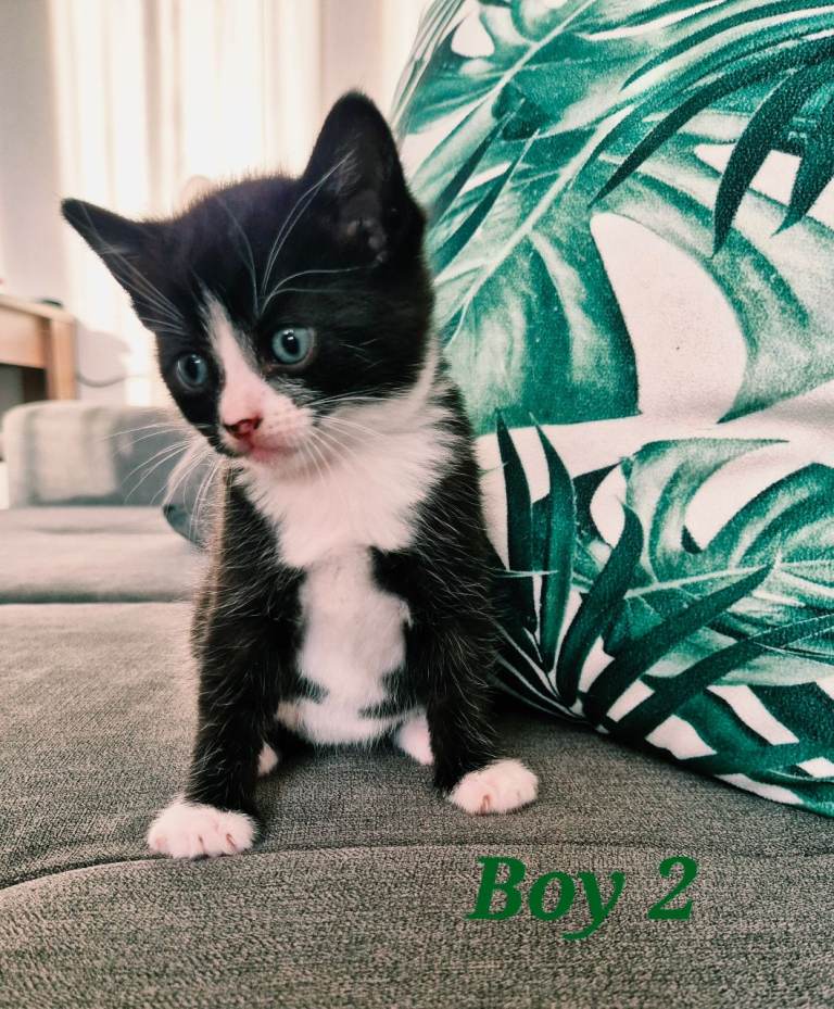 Adorable Kittens for Sale
