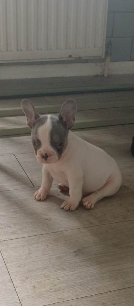 French bulldog puppies