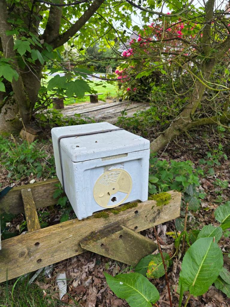 Nuc of bees (6 frames)