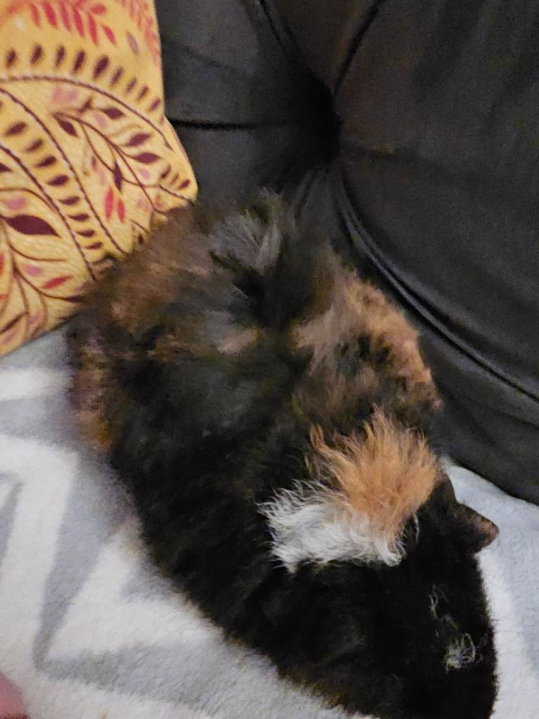 Male funky haired guinea pig 8 weeks old