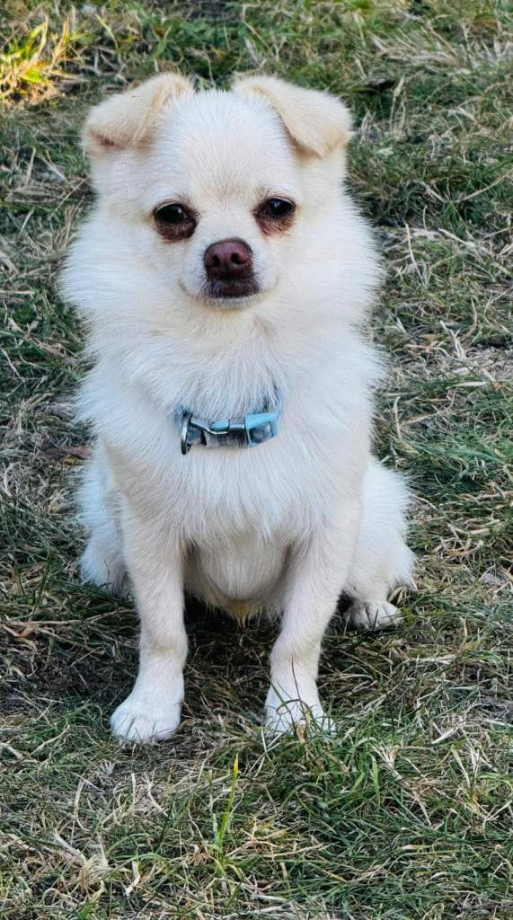 Pomchi Dog for Sale 
