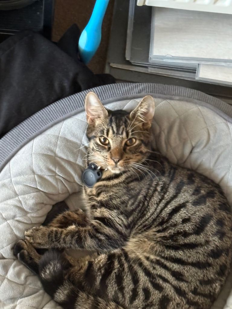 8 Month Old Kittens