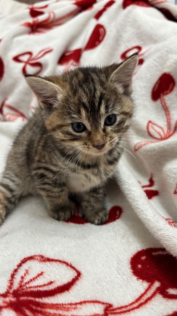 Parent Cat and Kittens for sale