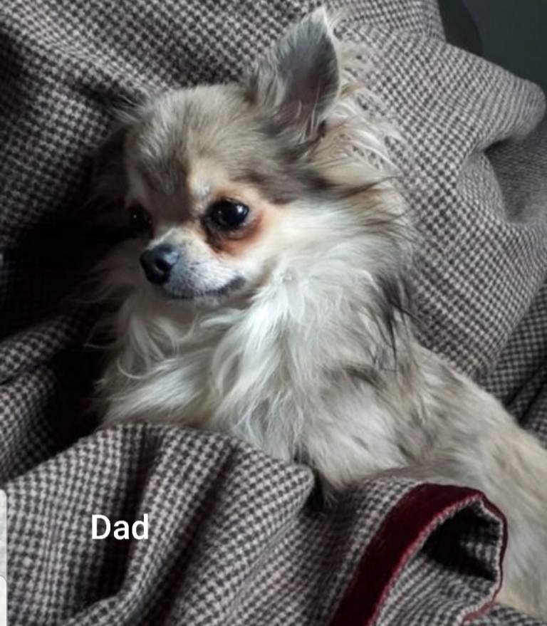 Pure Chihuahua lilac pupies