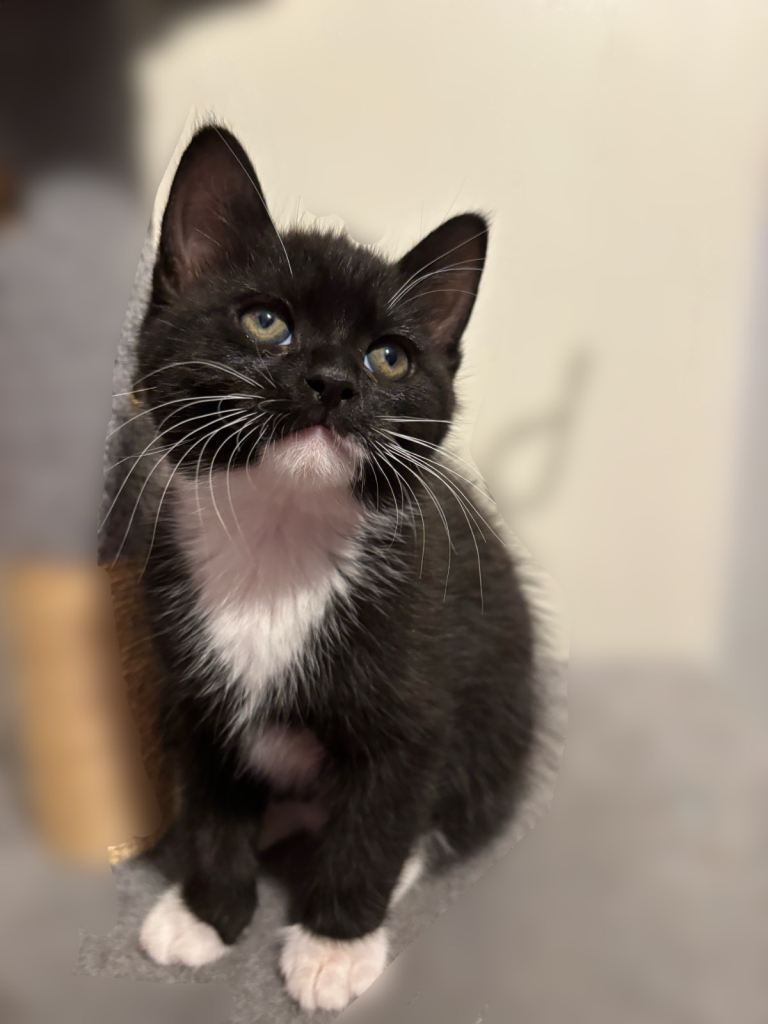 Black and White Maine Con Cross Kittens