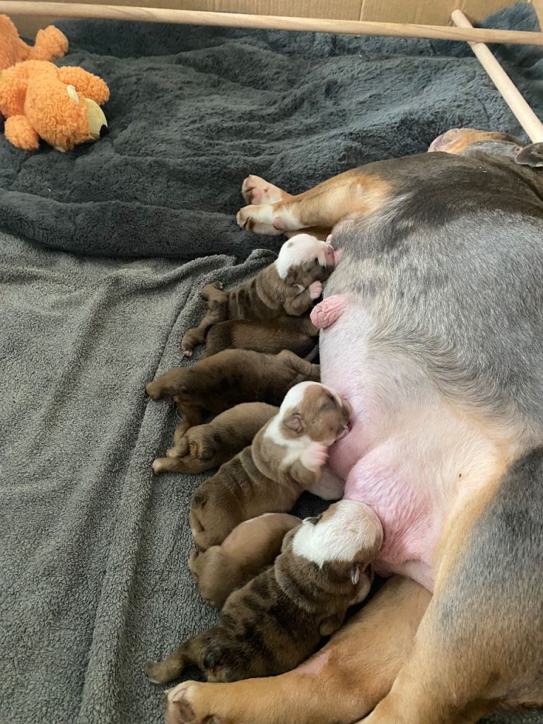 AMAZING BRITTISH BULLDOGS 