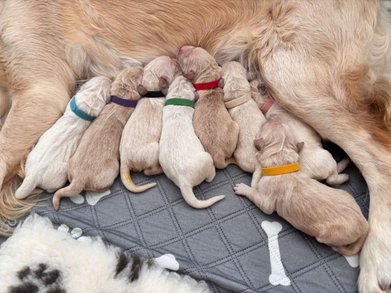 Golden retriever puppies