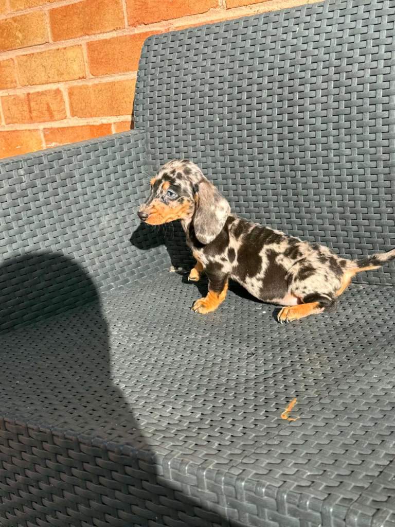 Dachshunds boys&girls!!
