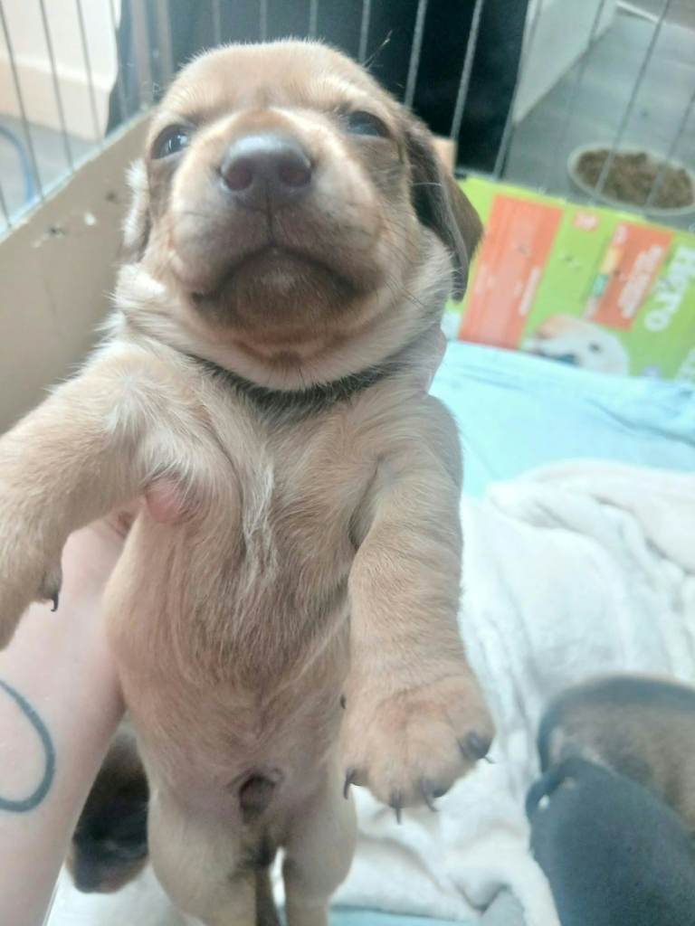 Chiweenie 