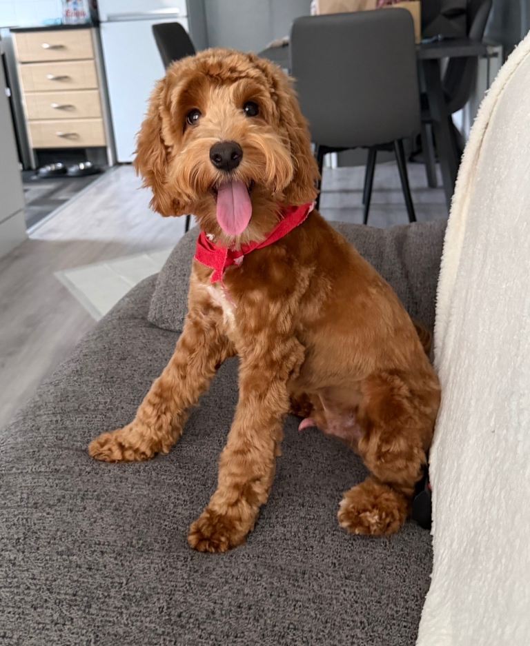 Cockapoo male 1 year 3 months