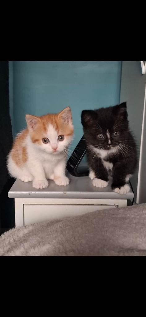 2 male kittens