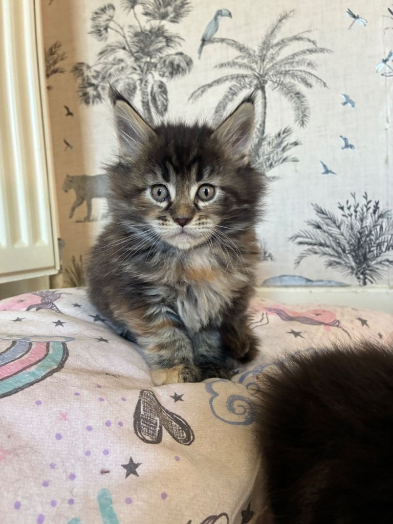 Maine coon kittens 
