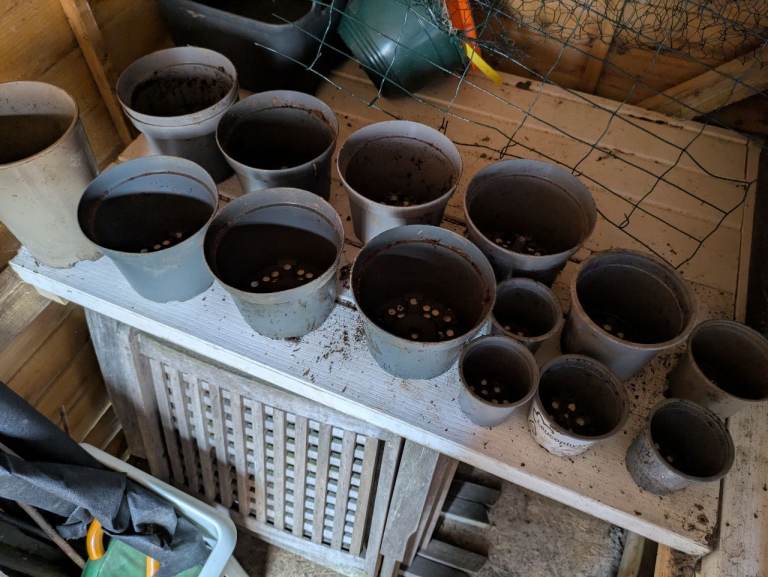 Plastic Plant Pots - Various Sizes FREE
