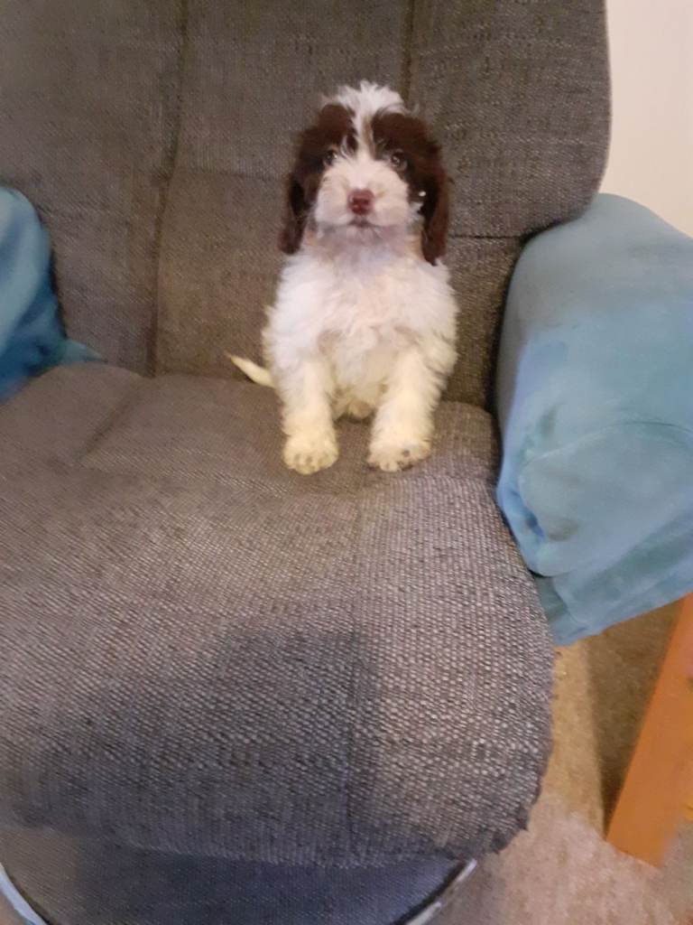 Pretty Cockapoo Pup looking for new family! 