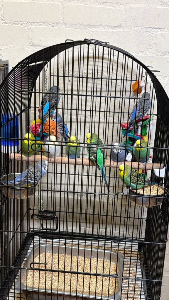 Budgies available to go 