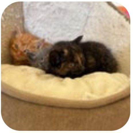 Tortoiseshell 