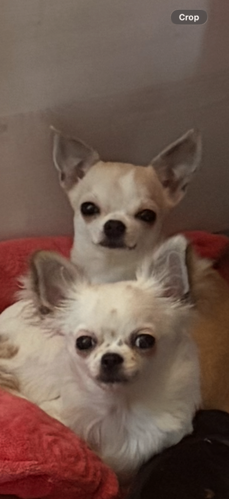 Chihuahua smooth & long  girl 