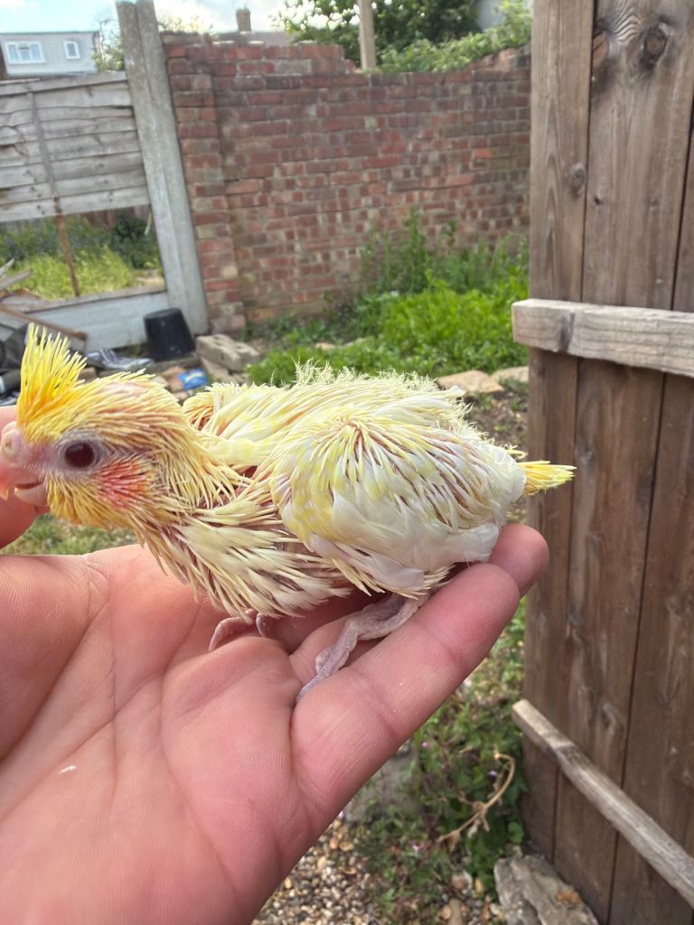 Baby’s Cockatiel’s 