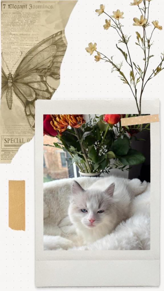 GCCF Ragdoll kittens for sale 