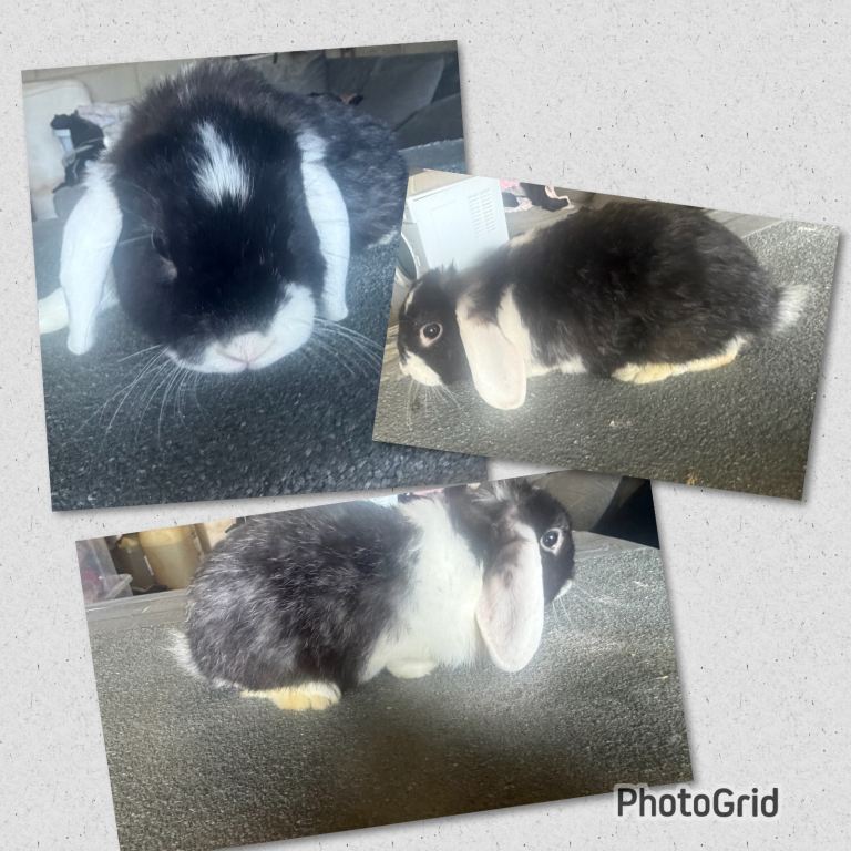 Mini lop buck & lionhead doe 