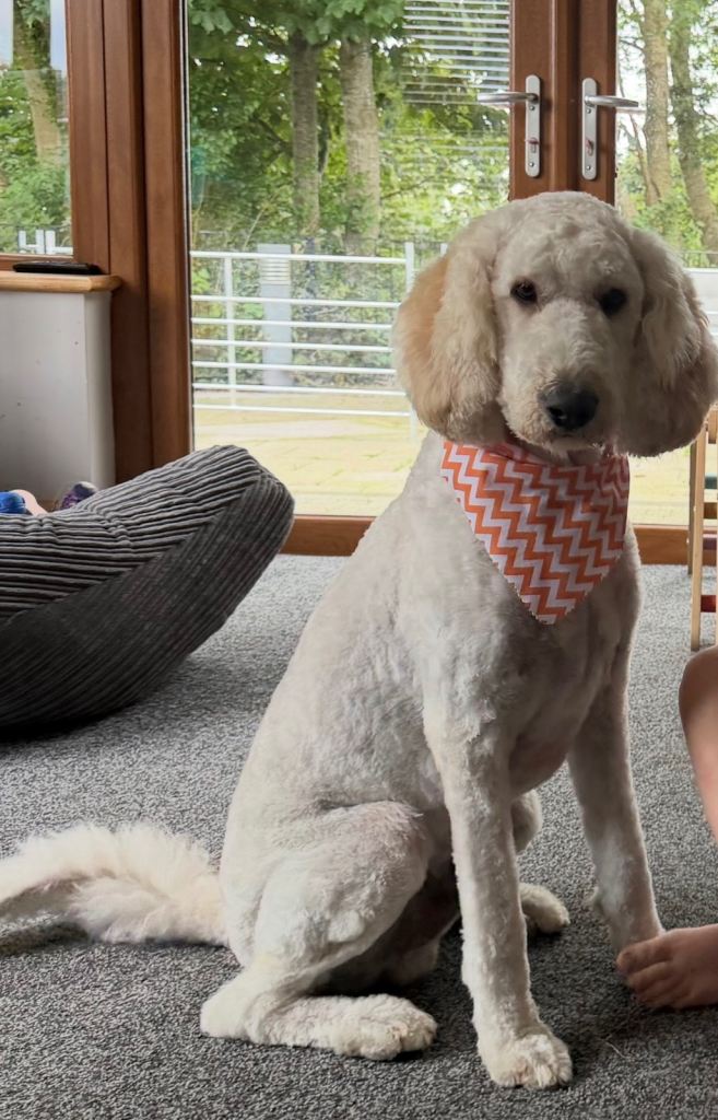 18 month labradoodle 